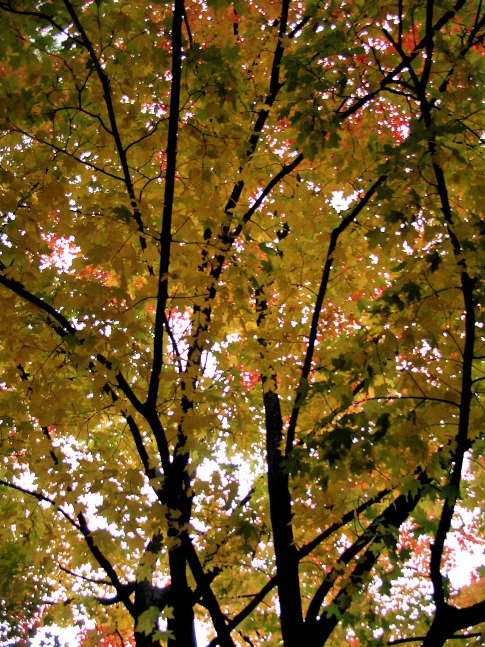 Free Image of Fall Leaves 