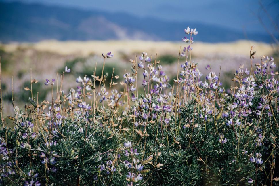Free Image of Field of Purple Flowers With Mountains in Background 