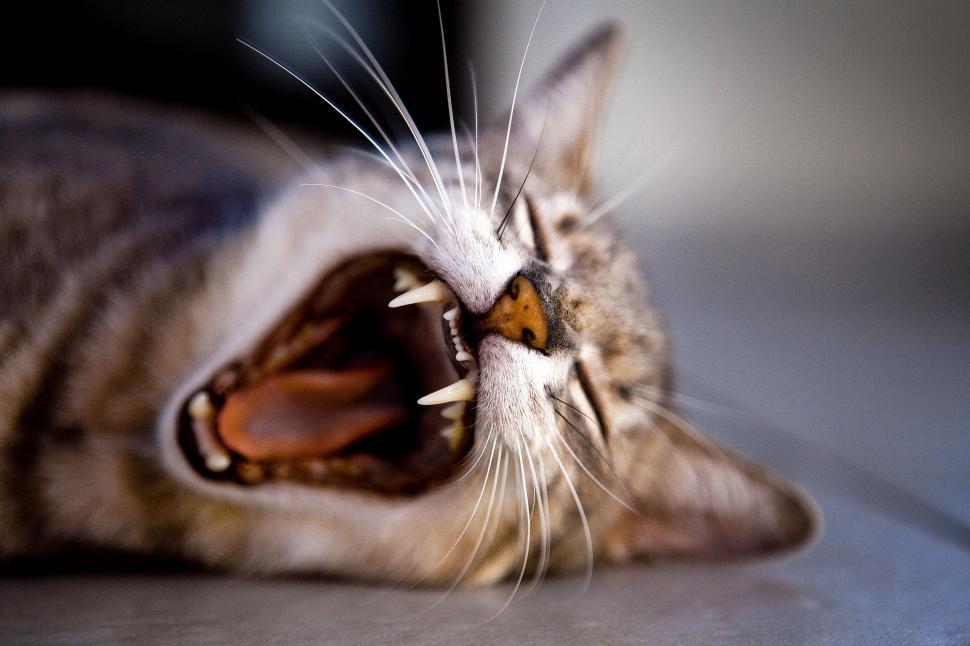 Free Image of Cat Laying on Back With Mouth Open 