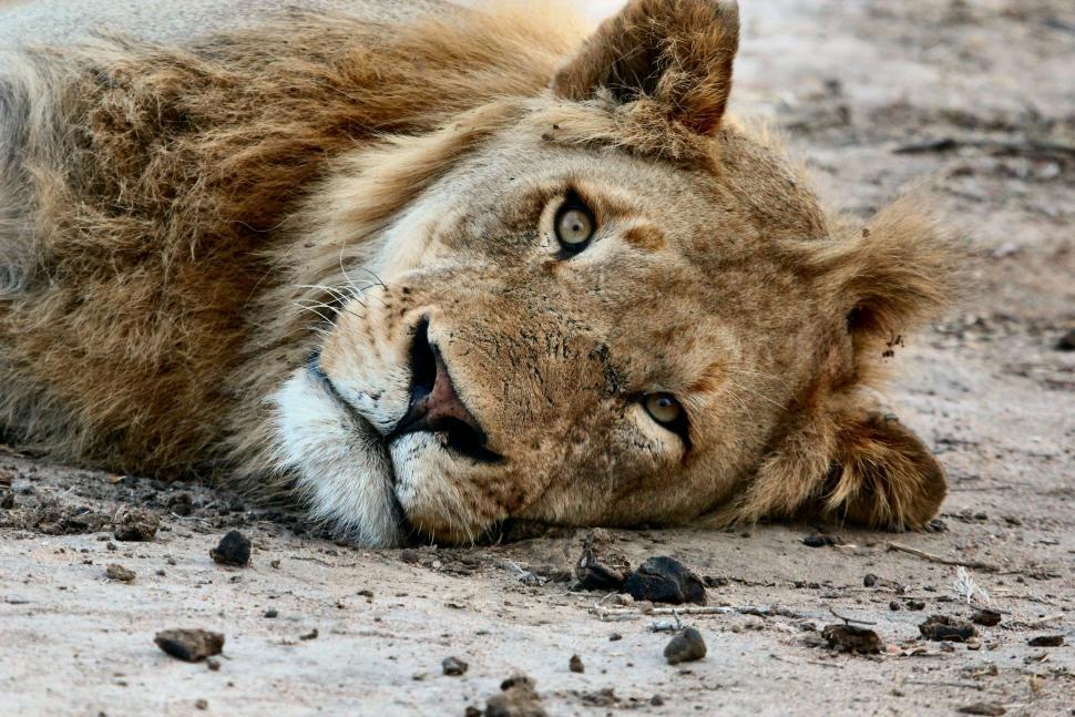 Free Image of Lion Resting With Head on Ground 