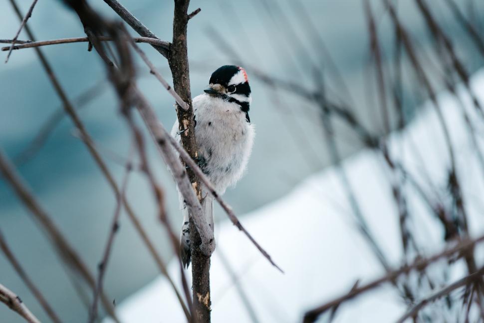 Free Image of Small Bird Perched on Top of a Tree Branch 