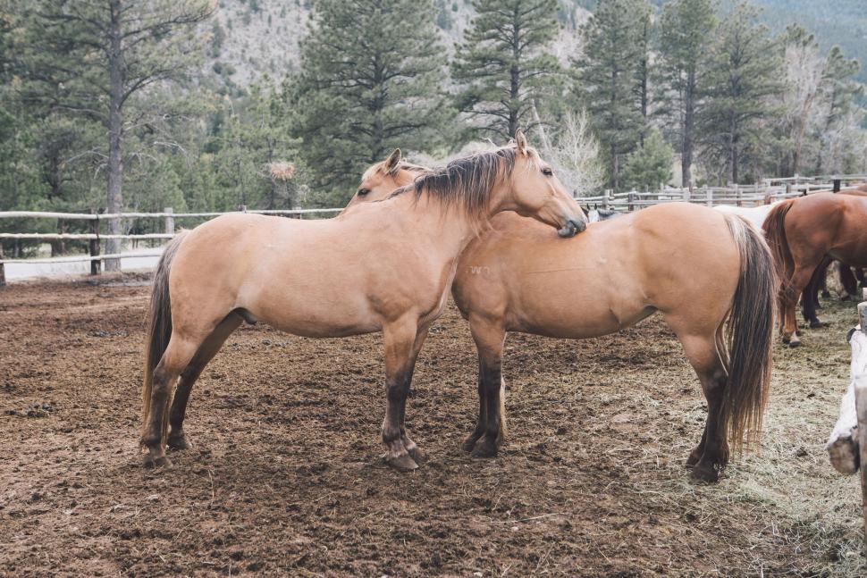 Free Image of Group of Horses Standing in Fenced Area 