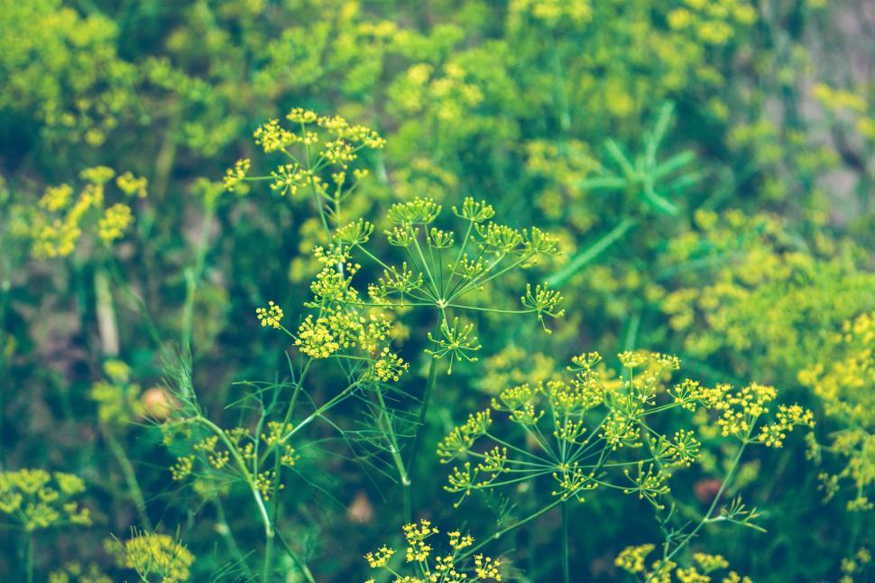 Free Image of Close Up of a Plant With Yellow Flowers 