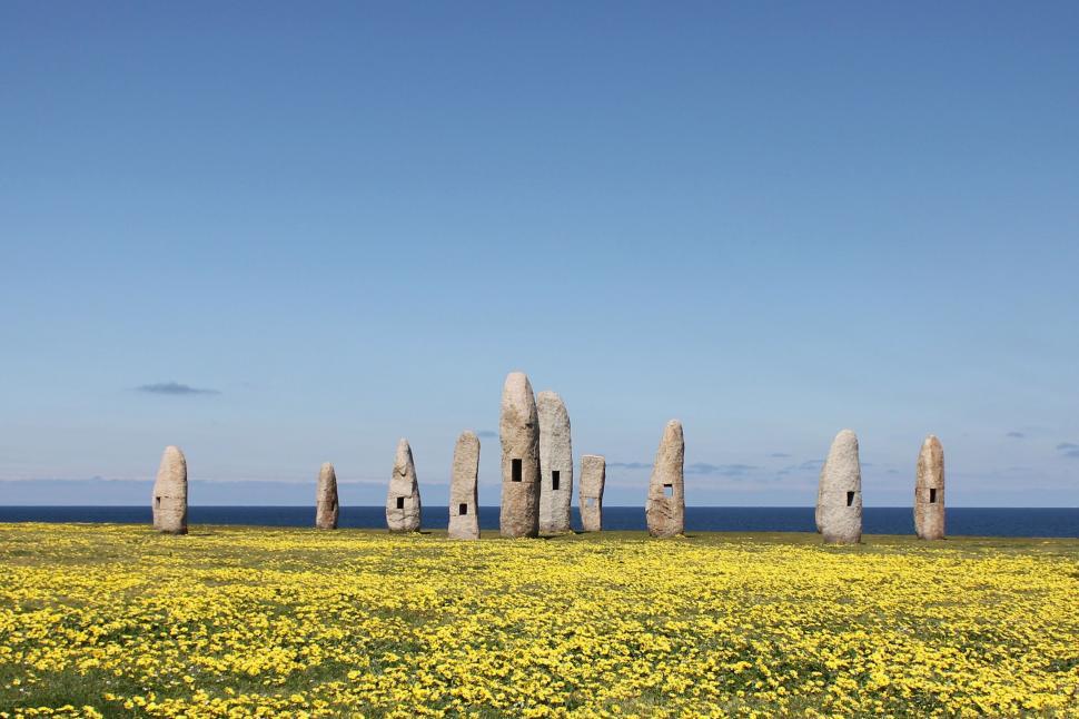Free Image of Field of Yellow Flowers and Rocks 