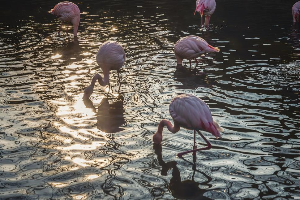 Free Image of Group of Flamingos Wading in Water 