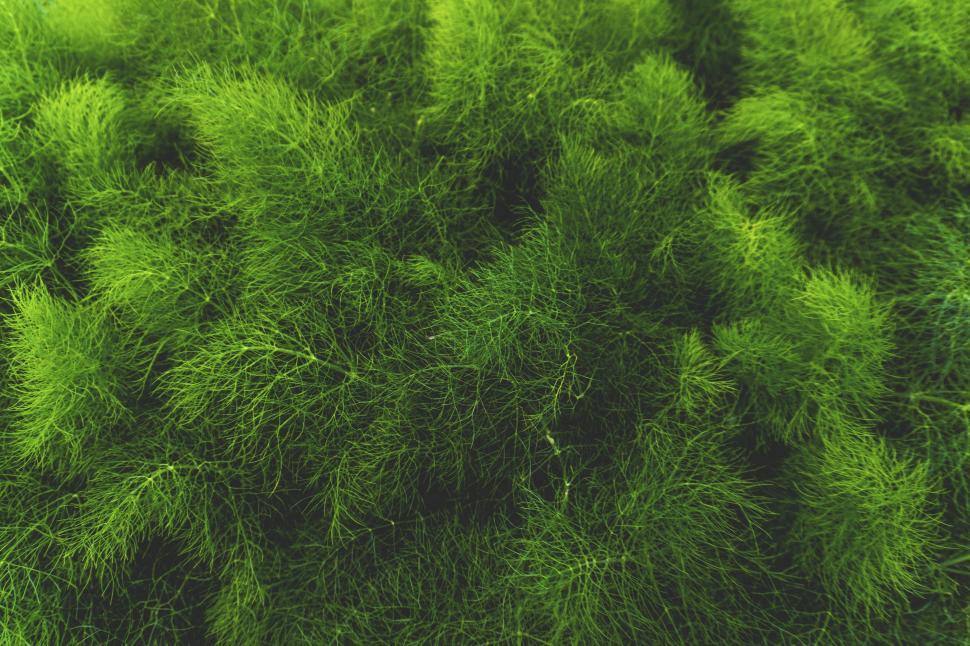 Free Image of Close Up View of a Green Plant 