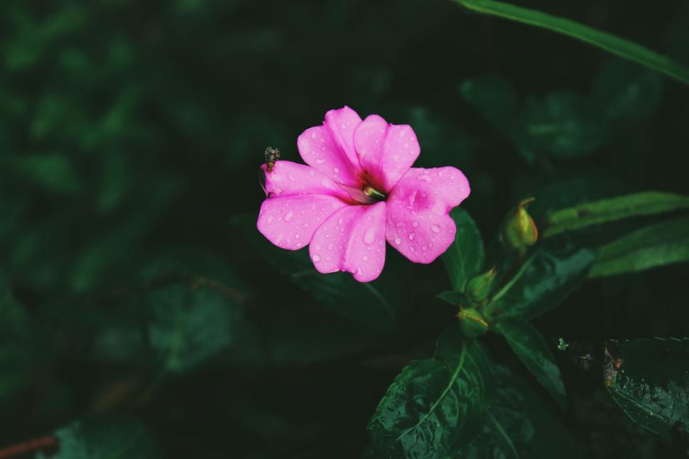 Free Image of Pink Flower With Green Leaves 