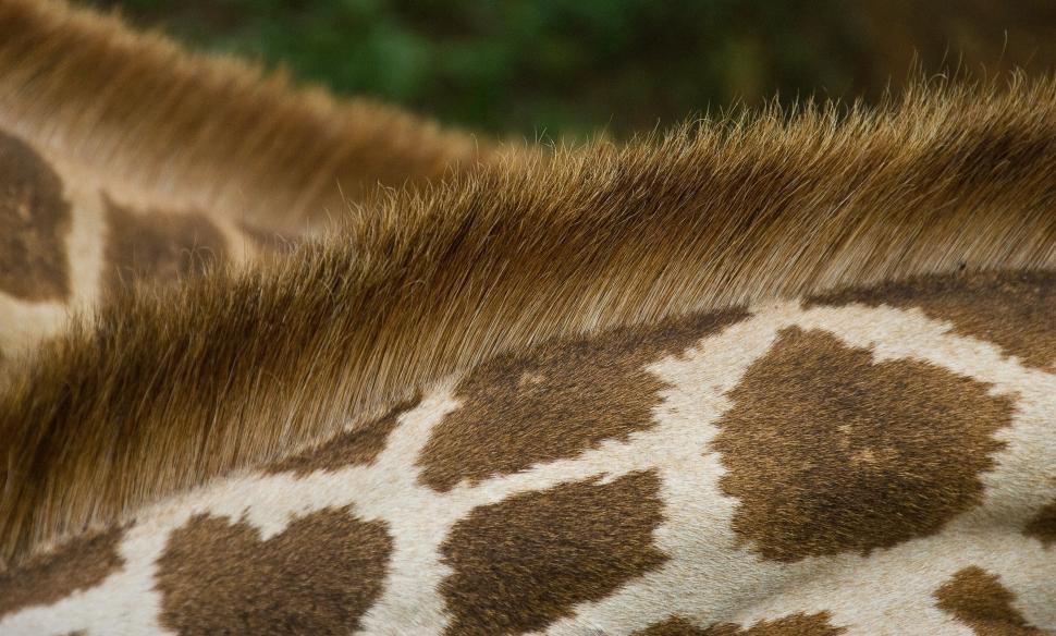 Free Image of Close-Up of Giraffes Head and Neck 
