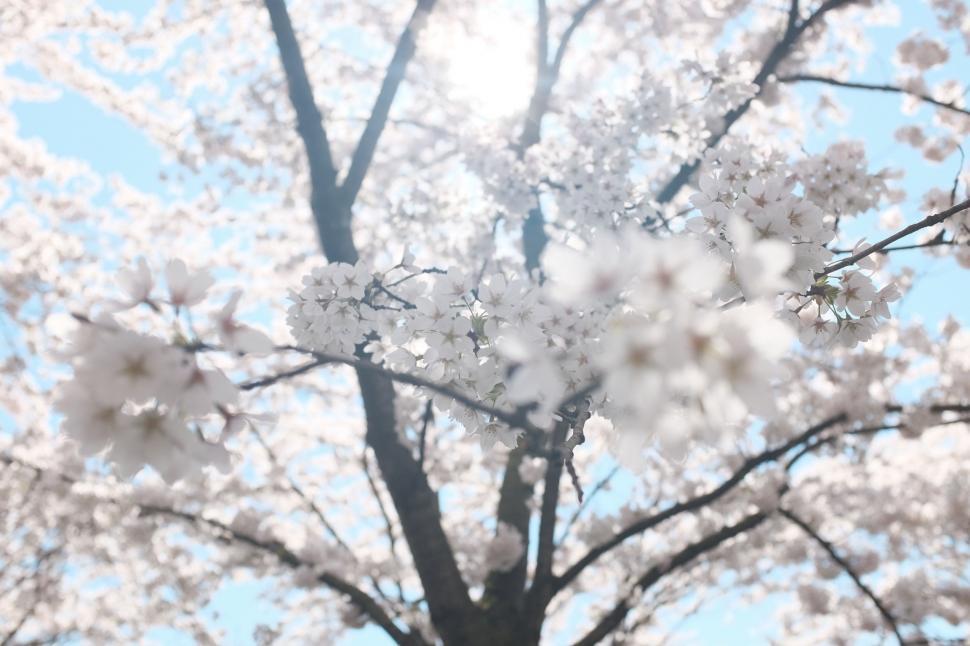 Free Image of Blurry Tree With White Flowers in Nature 