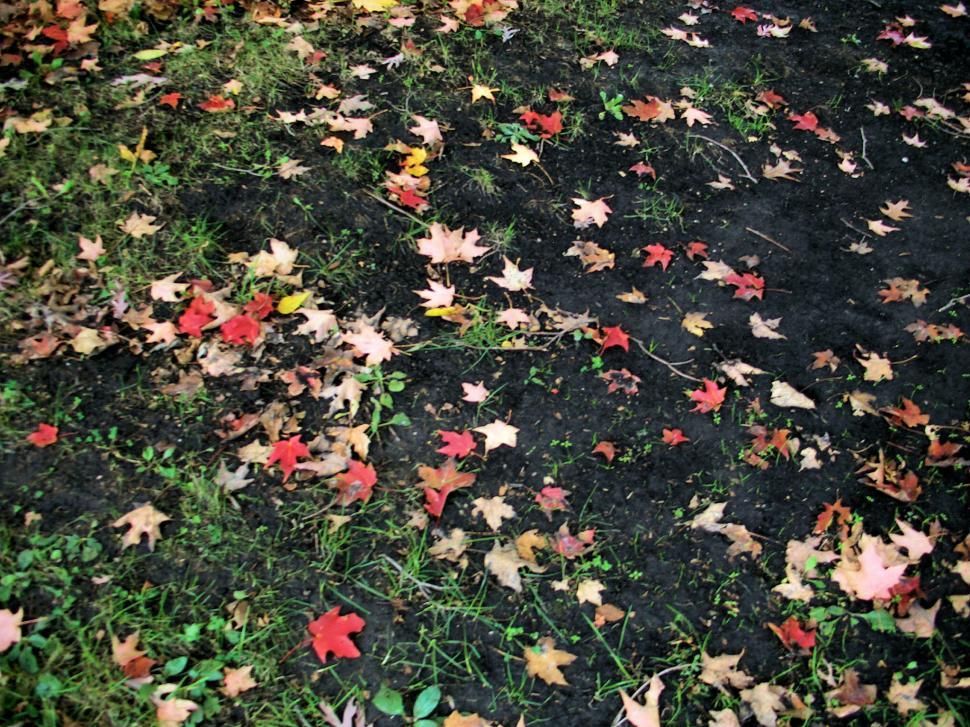 Free Image of Fall 