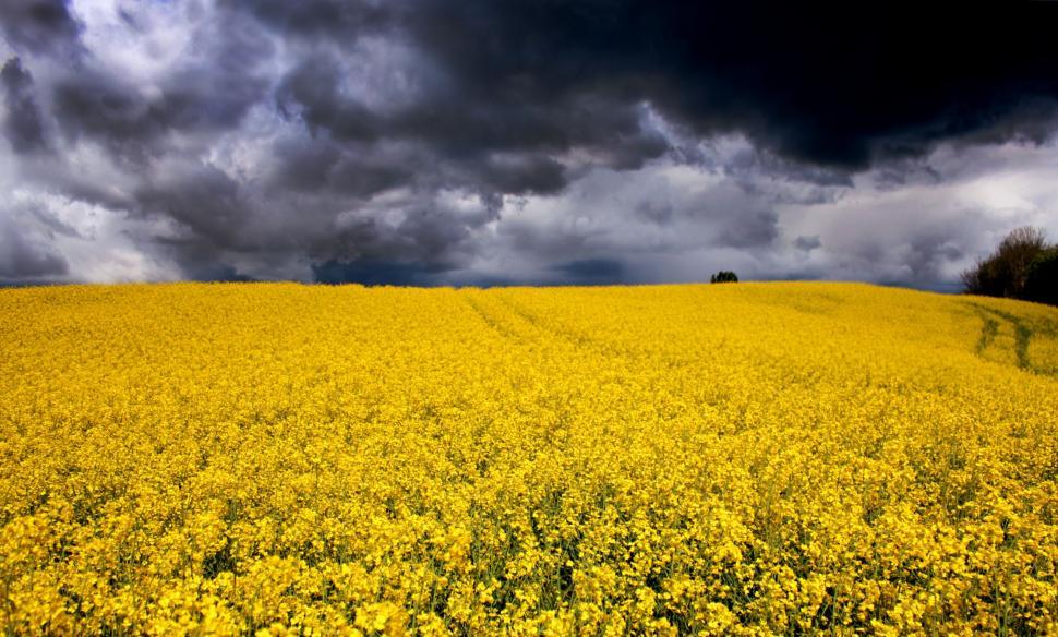 Free Image of Field of Yellow Flowers Under Cloudy Sky 