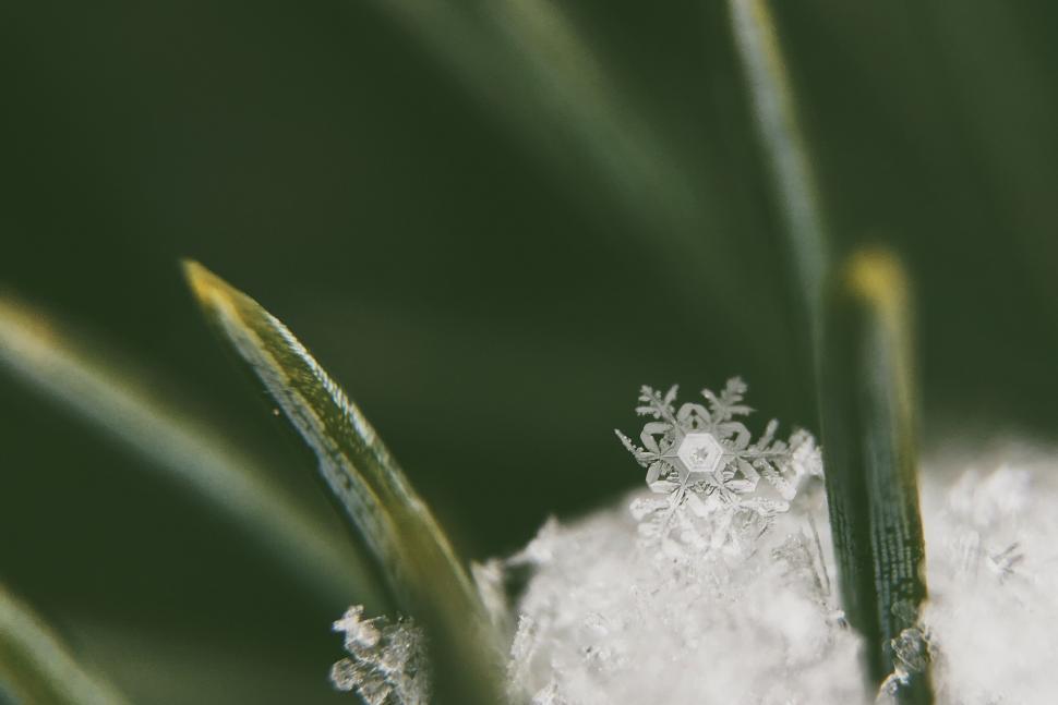 Free Image of Close Up of Snow-Covered Plant 