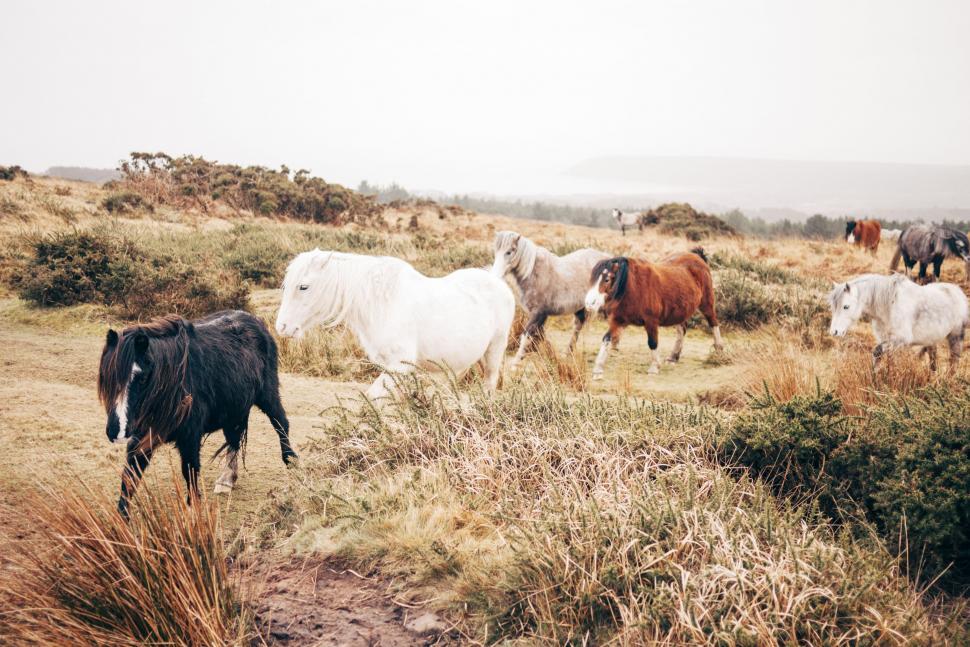 Free Image of Herd of Horses Walking Across Dry Grass Covered Field 