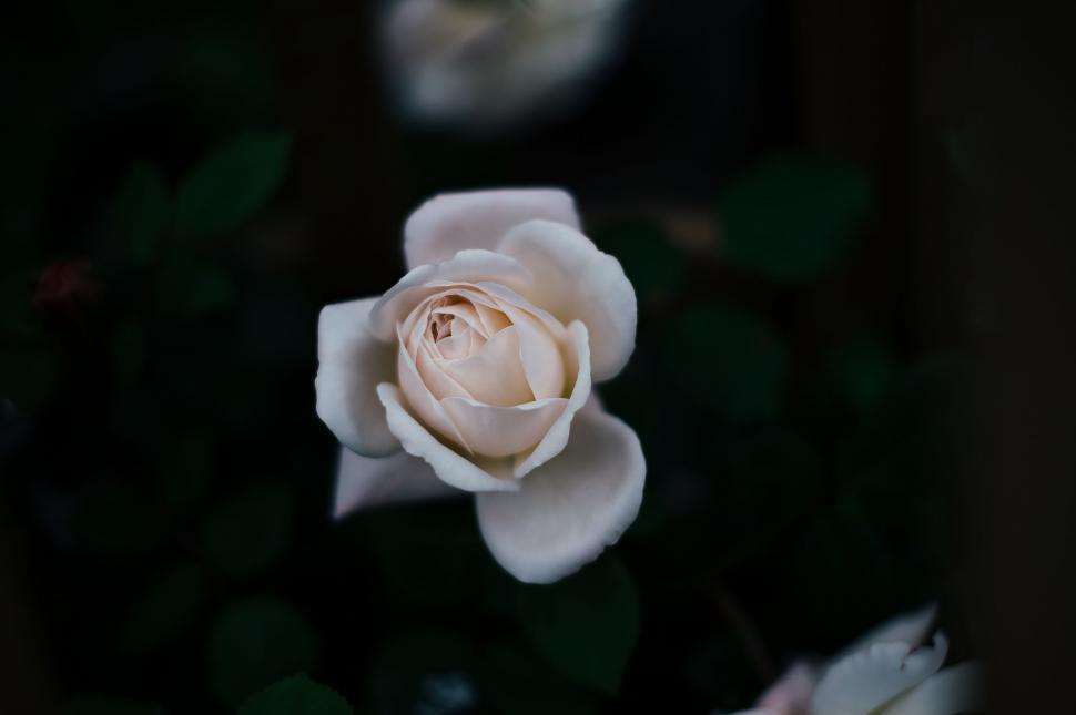 Free Image of White Rose Against Black Background 
