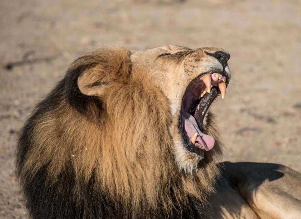 Free Image of Lion Yawning With Mouth Open 