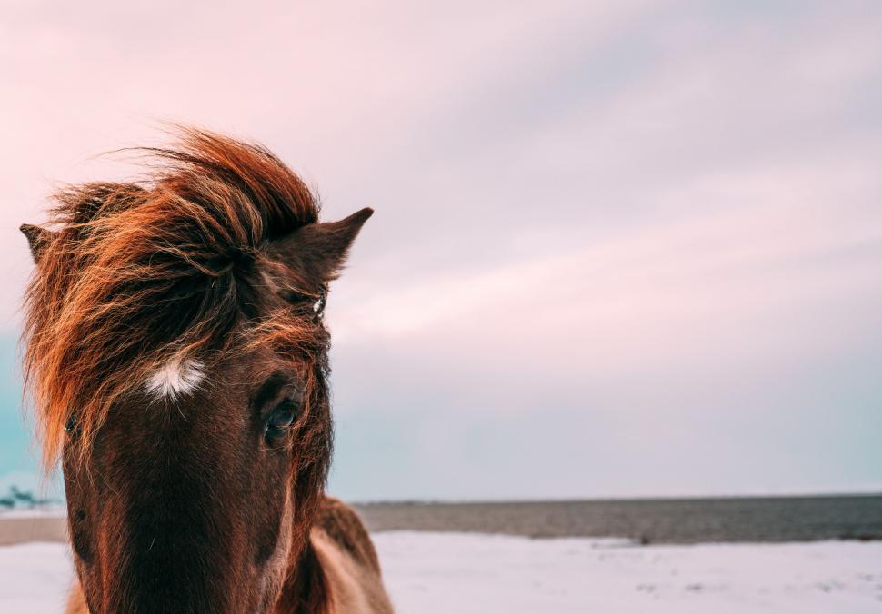 Free Image of Majestic Brown Horse Standing on Snow Covered Field 