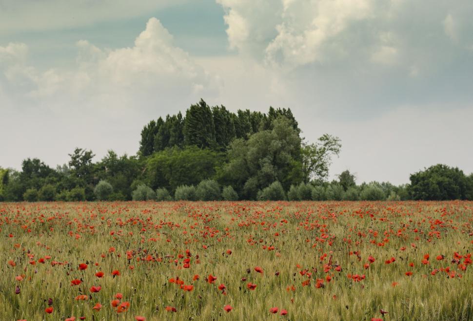 Free Image of Field of Red Flowers Under Cloudy Sky 