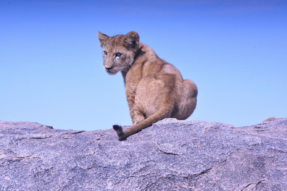 Free Image of Mountain Lion Sitting on Top of Large Rock 