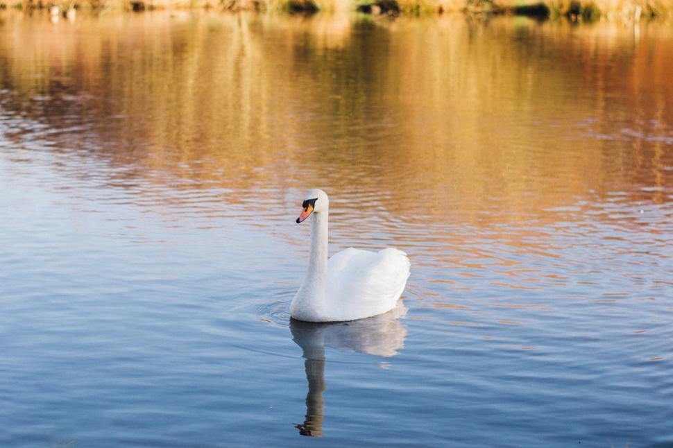 Free Image of White Swan Gliding Across Calm Water 