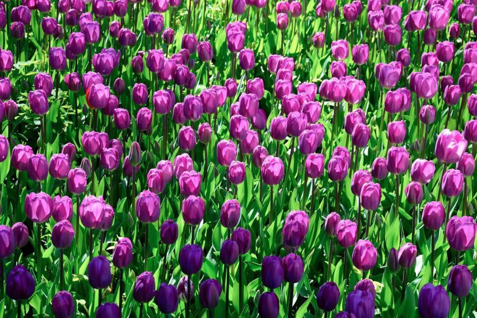 Free Image of Field of Purple Tulips With Green Leaves 