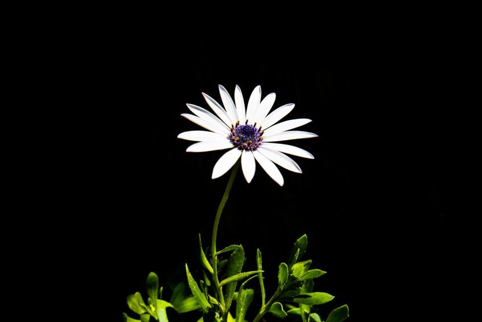 Free Image of White Flower With Green Leaves on Black Background 