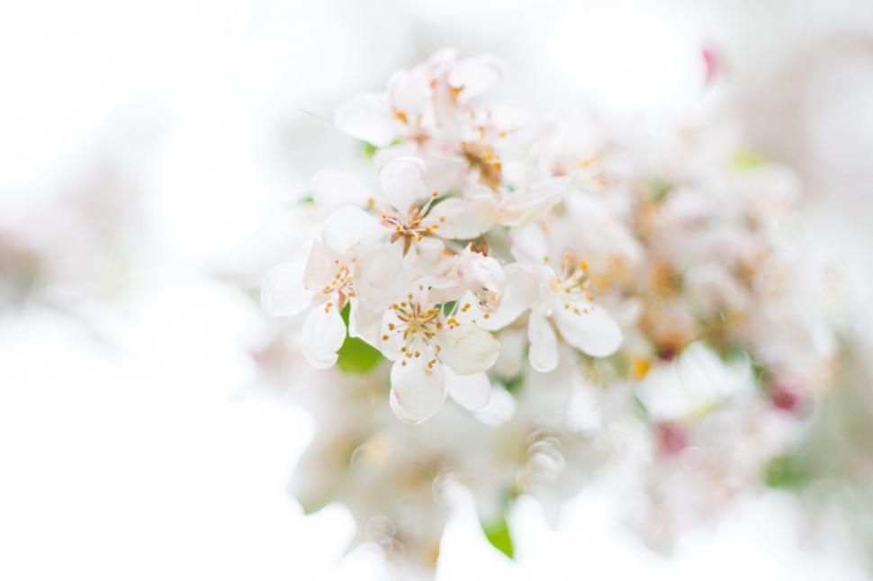 Free Image of Close Up of a Bunch of White Flowers 