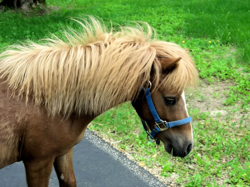 Free Image of Pony 