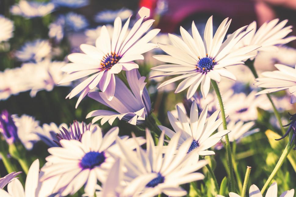 Free Image of White Flowers Blooming in a Field 