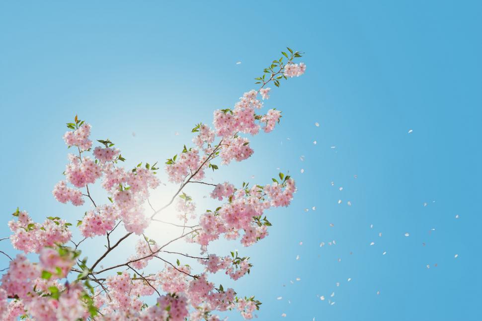 Free Image of Pink Flowered Tree Against Blue Sky 