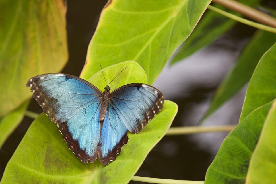 Free Image of Blue Butterfly Resting on Green Leaf 