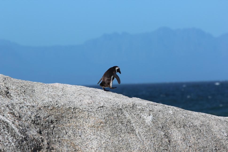 Free Image of Bird Perched on Large Rock by Ocean 