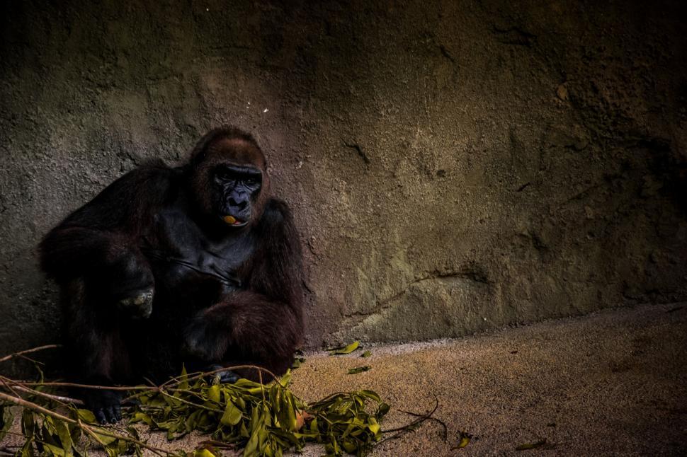 Free Image of Gorilla Sitting Next to Wall 
