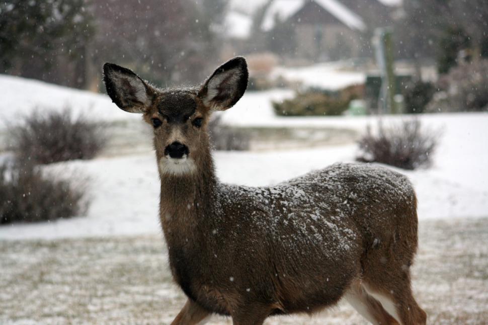 Free Image of Deer Walking in Snow Outside 
