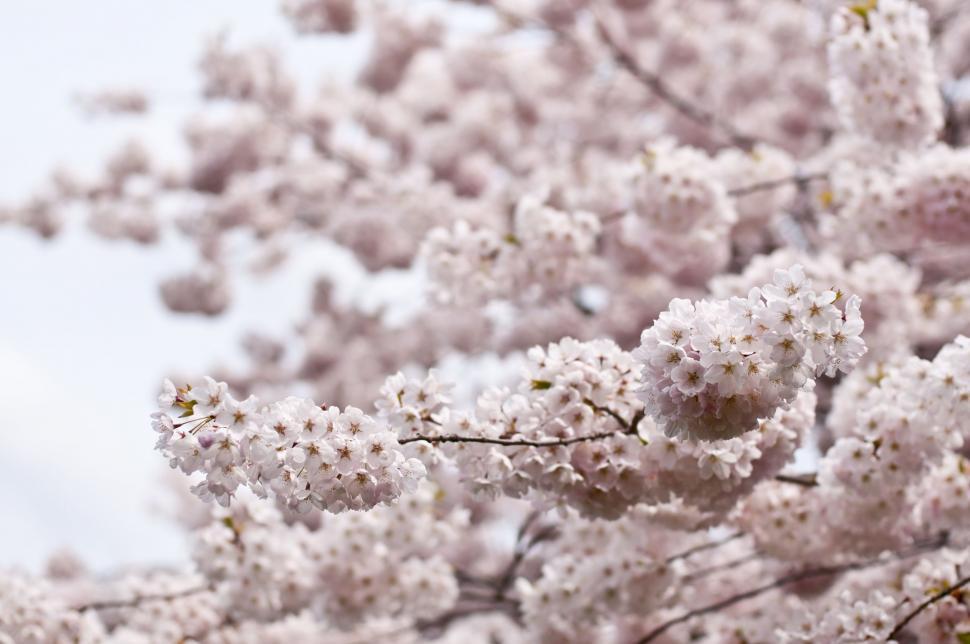 Free Image of Tree Bursting With White Flowers 