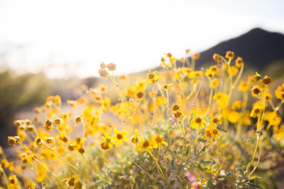 Free Image of Field of Yellow Flowers With Mountains in Background 
