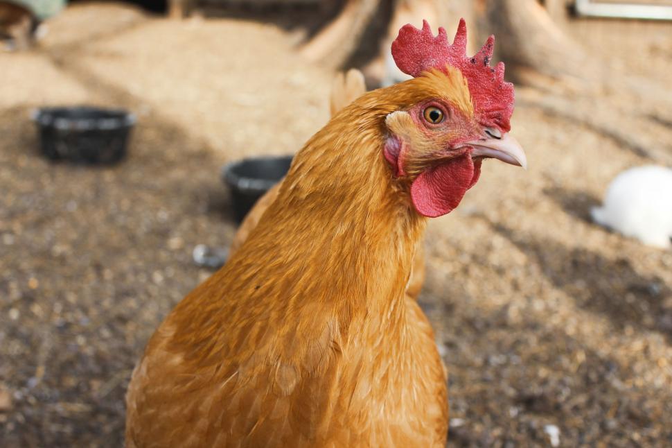 Free Image of Close-Up of Chicken on Dirt Ground 
