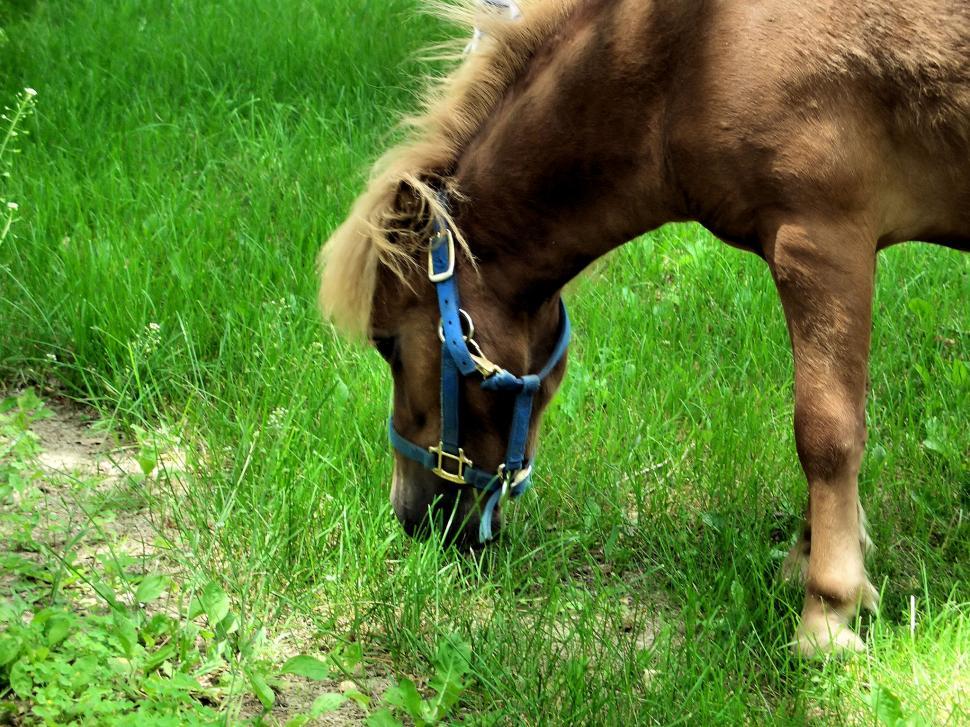 Free Image of Brown Horse Eating Grass in Field 