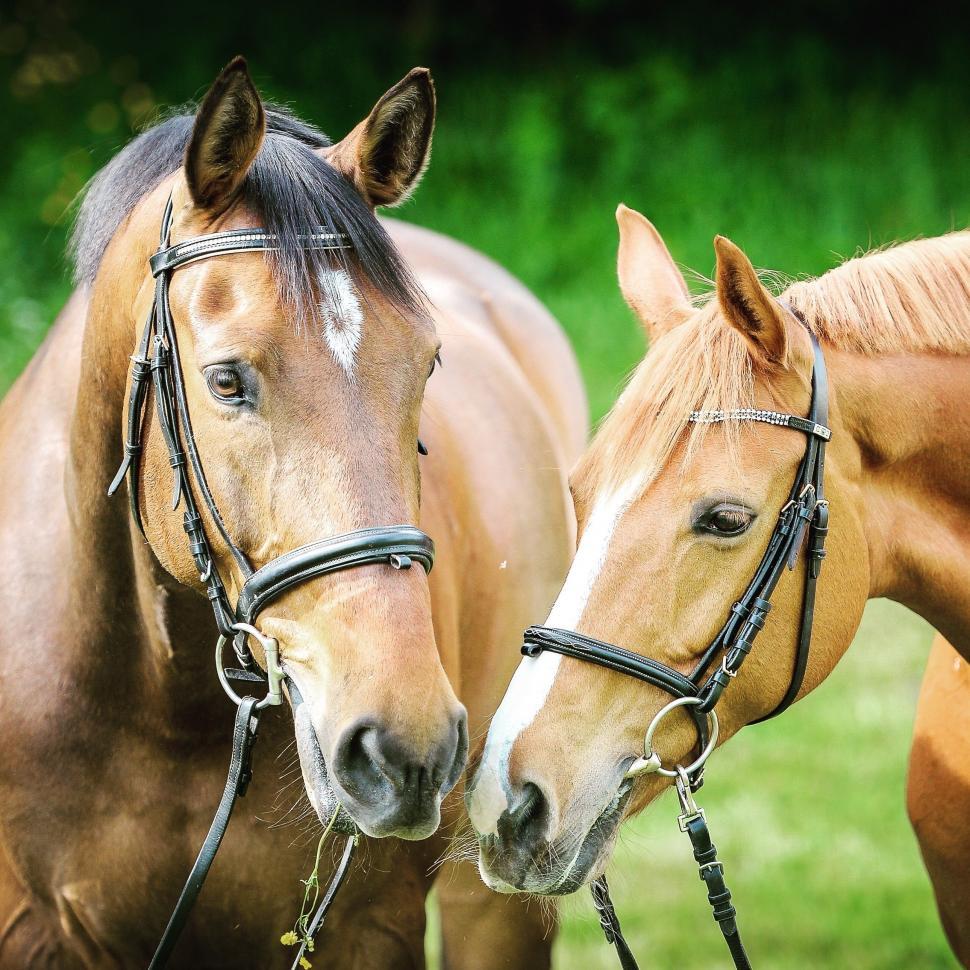 Free Image of Two Horses Standing Together 