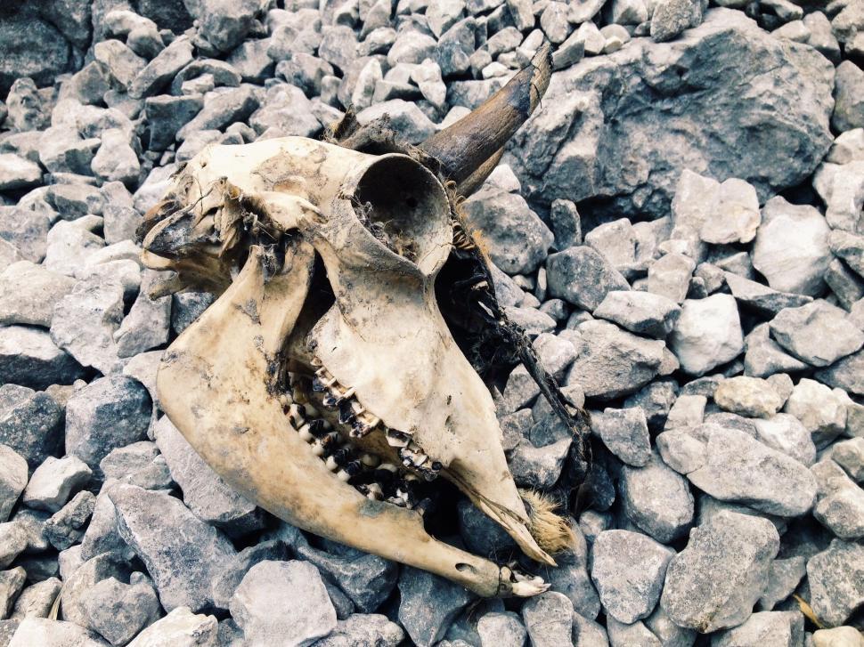 Free Image of Animal Skull Resting on Pile of Rocks 