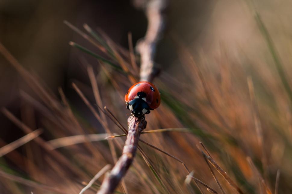 Free Image of Ladybug Perched on Branch in Field 
