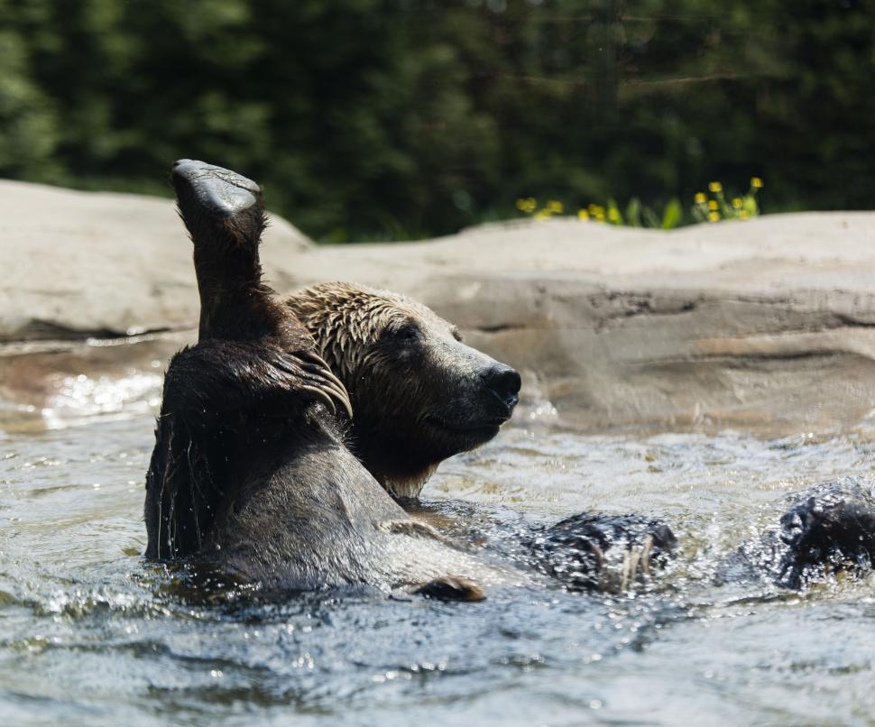Free Image of Bear Swimming in a Body of Water 