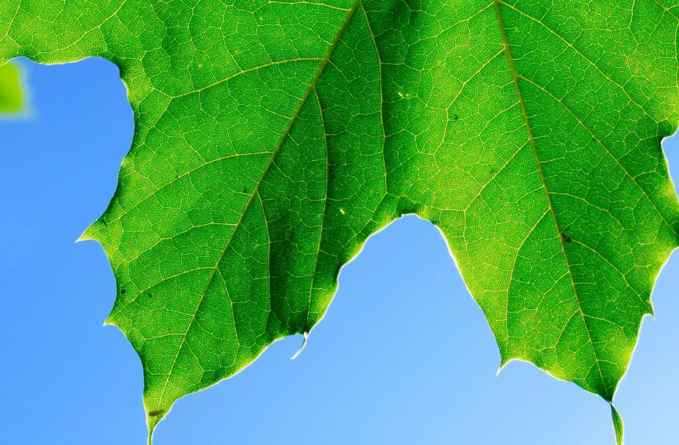 Free Image of Green Leaf Close Up Against Blue Sky 