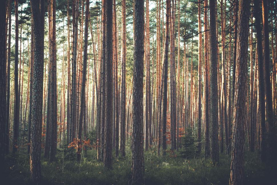Free Image of Dense Forest With Tall Trees 