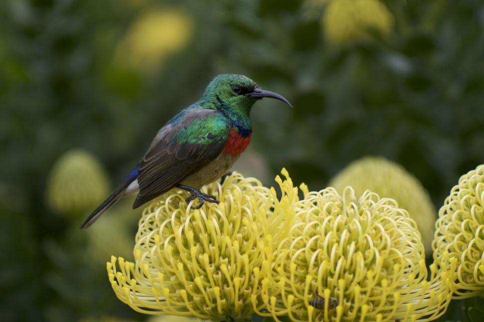 Free Image of Colorful Bird Perched on Yellow Flower 