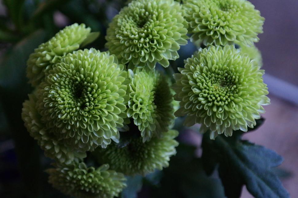 Free Image of Bunch of Green Flowers Close Up 
