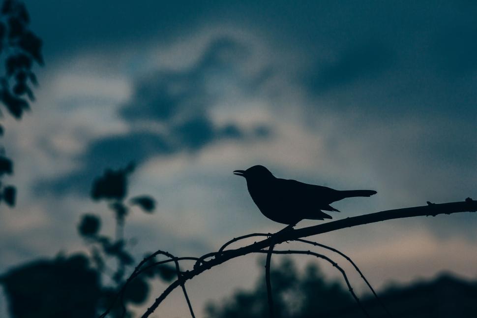 Free Image of Black Bird Perched on Branch Against Cloudy Sky 