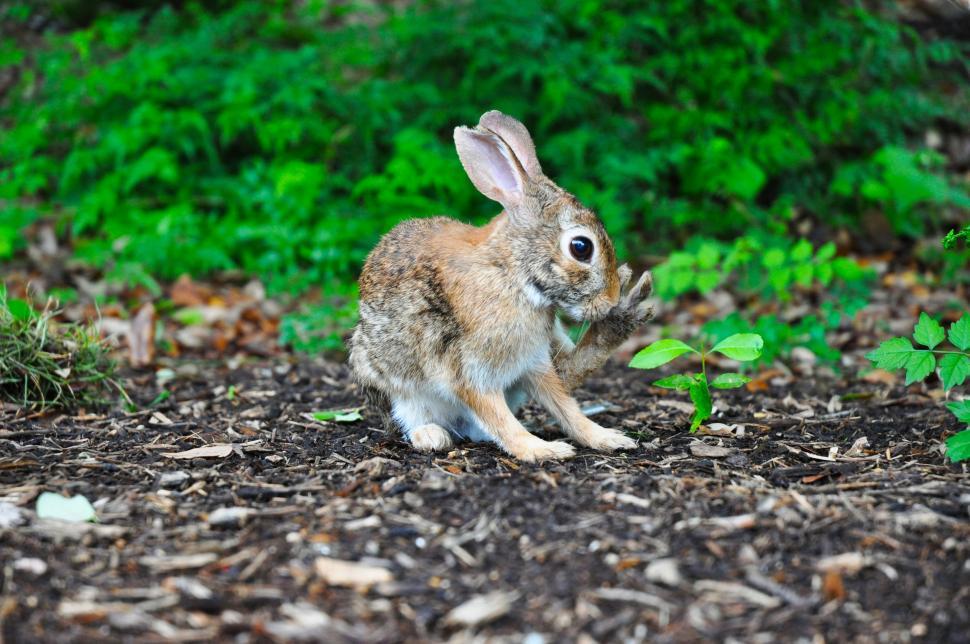 Free Image of Small Rabbit Sitting in Dirt 
