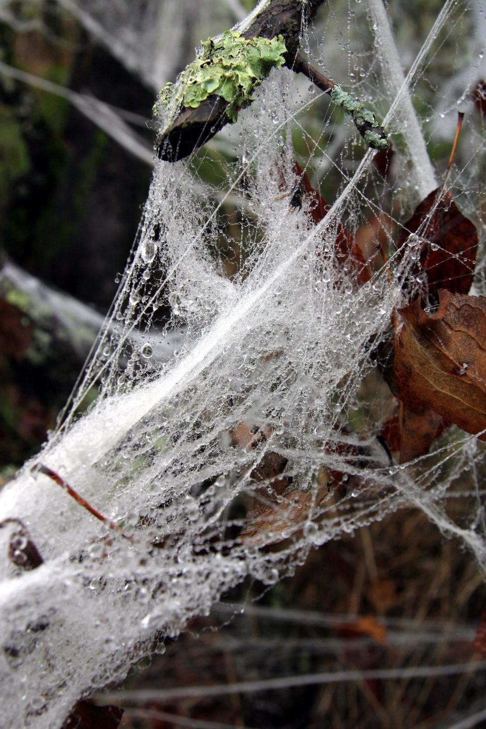 Free Image of Spider Web With Green Leaf 