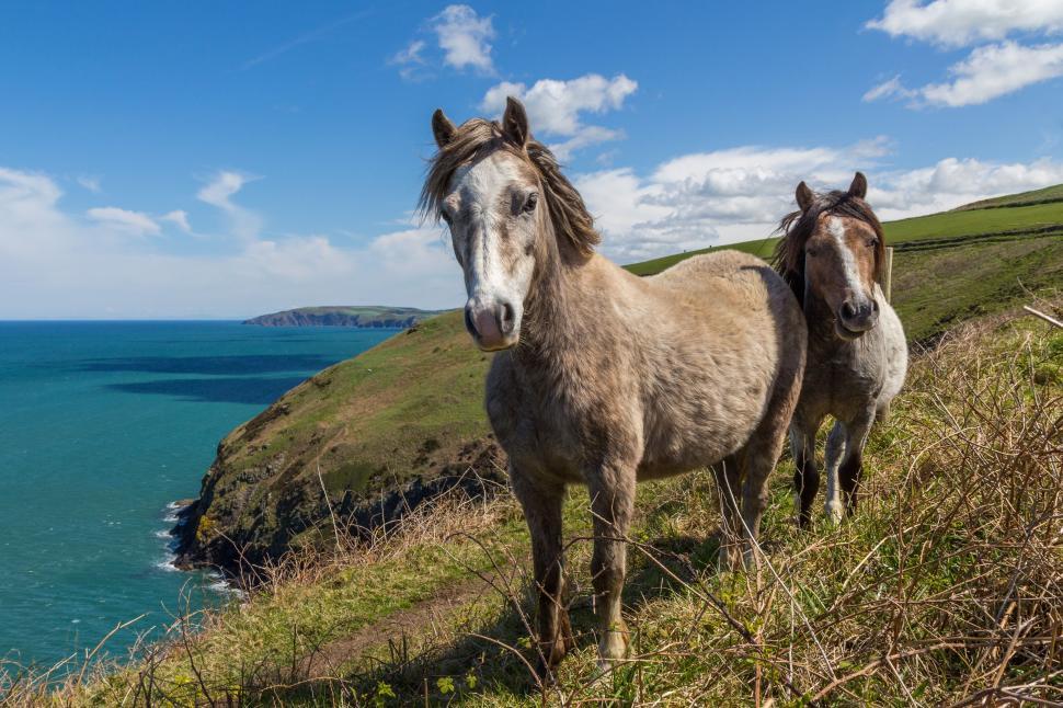 Free Image of Two Horses Standing on Hill Overlooking Ocean 