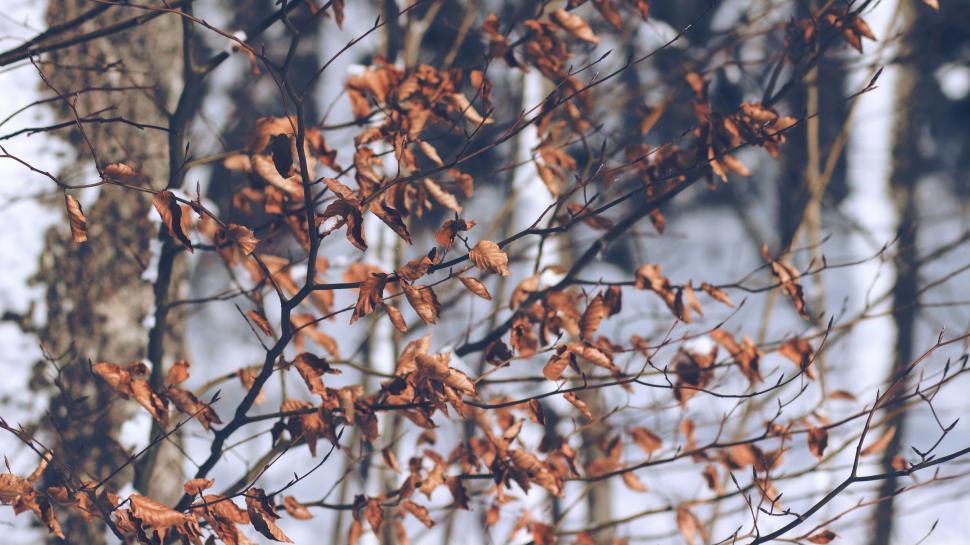 Free Image of Tree With Brown Leaves in Snow 
